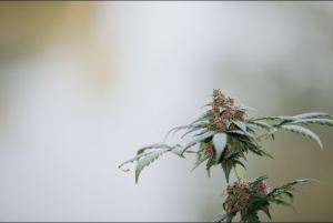 Screenshot from 2023 07 14 10 28 22