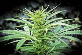 Dispensaries Near You