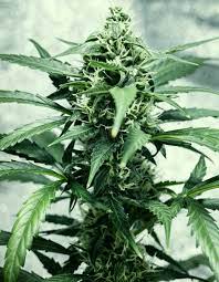 Indica vs  Sativa vs  Hybrid