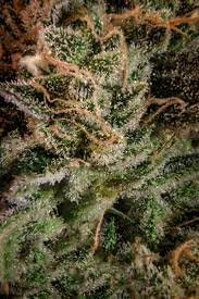 Is Marijuana a Stimulant