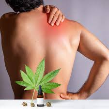 Marijuana Chronic Pain