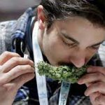 What Does Marijuana Smell Like