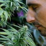 What Does Marijuana Smell Like