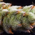 Jungle Boys Cannabis