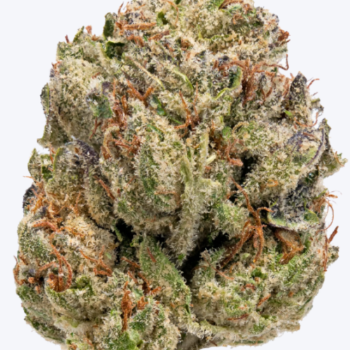 LemonCherryGelatoFlower LemonCherryGelatoFlower