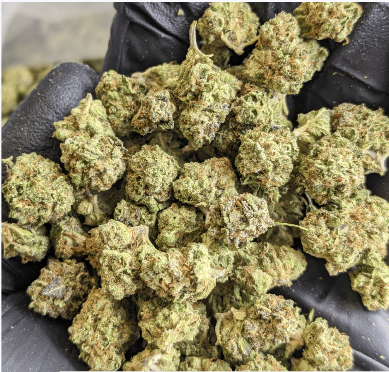 THC AFlowerGaryPayton 1lbs