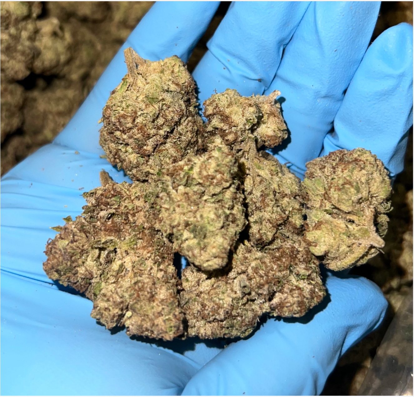 THC AFlowerPurplePunch 1lbs